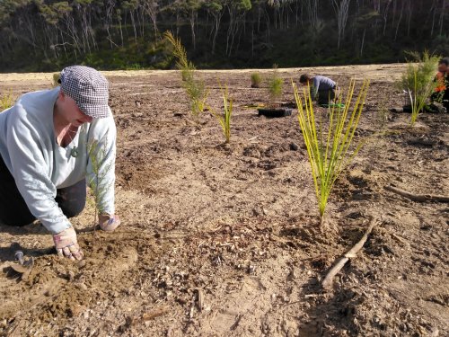 Matariki Planting at Mangawhai Community Park 